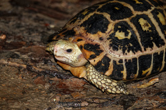 Indotestudo elongata