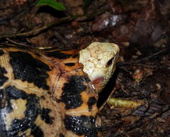 Indotestudo elongata