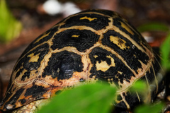 Indotestudo elongata