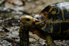 Indotestudo elongata