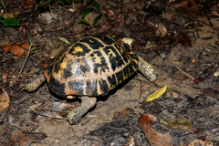 Indotestudo elongata