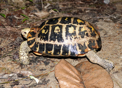 Indotestudo elongata