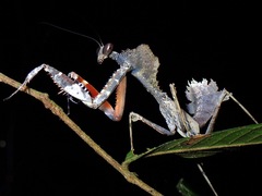 Deroplatys desiccata