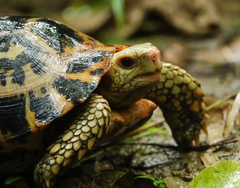 Indotestudo elongata