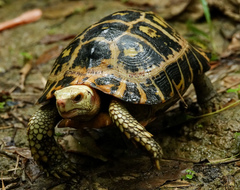 Indotestudo elongata