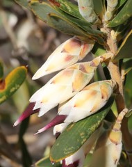 Conostephium pendulum