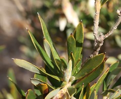 Conostephium pendulum