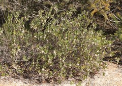 Conostephium pendulum