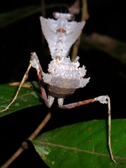 Deroplatys desiccata