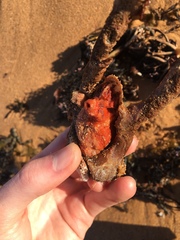 Cnemidocarpa