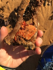 Cnemidocarpa
