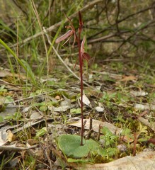 Cyrtostylis robusta
