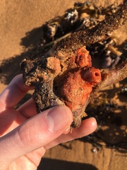Cnemidocarpa