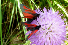 Zygaena osterodensis