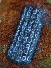 Insecta