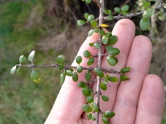 Coprosma wallii
