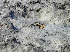 Macrophthalmus banzai