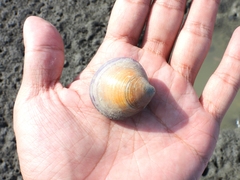 Cyclina sinensis