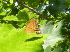 Coenonympha oedippus