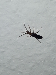 Nacerdes carniolica