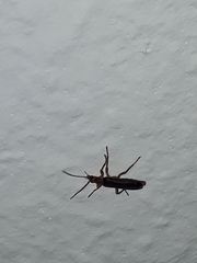 Nacerdes carniolica