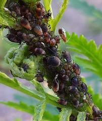 Metopeurum fuscoviride