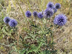 Echinops