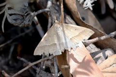 Epidesmia hypenaria