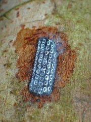Insecta