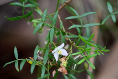 Boronia muelleri