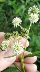Verbesina walteri