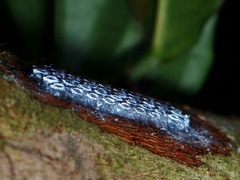 Insecta