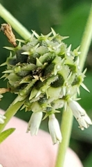 Verbesina walteri