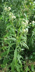Verbesina walteri