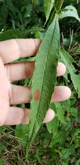Verbesina walteri
