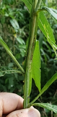 Verbesina walteri