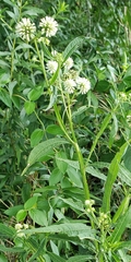 Verbesina walteri