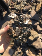 Pyura praeputialis
