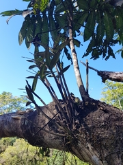 Dendrobium gracilicaule