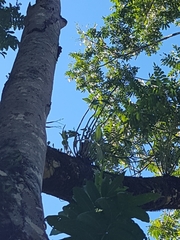 Dendrobium gracilicaule