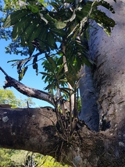 Dendrobium gracilicaule