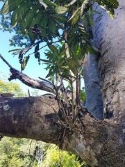 Dendrobium gracilicaule