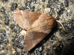 Gonoclostera timoniorum