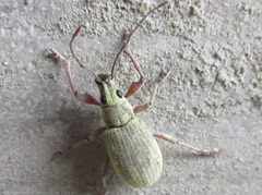 Phyllolytus variabilis