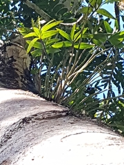 Dendrobium gracilicaule