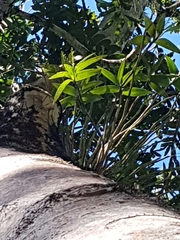 Dendrobium gracilicaule