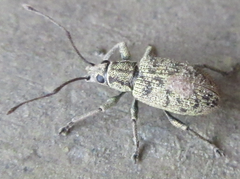 Lepidepistomodes nigromaculatus