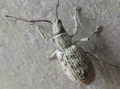 Lepidepistomodes nigromaculatus