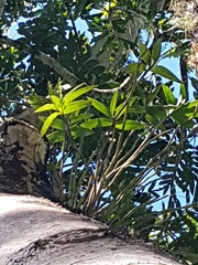 Dendrobium gracilicaule