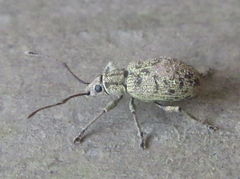 Lepidepistomodes nigromaculatus